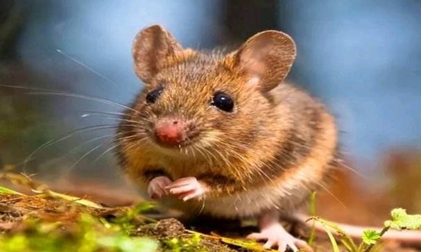 ���������ӡ��nω������^�˕���ʲô�����