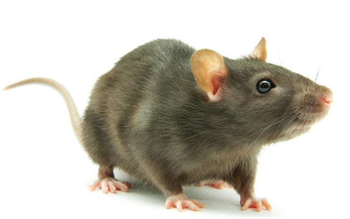 �ĺ�ָ���ķN��(d��ng)��֮�������